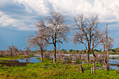 Abgestorbene Bäume am Rande eines Sumpfes im Okavango-Delta. Khwai-Konzessionsgebiet, Okavango, Botsuana.