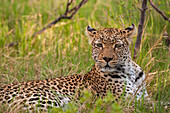 Porträt eines Leoparden, Panthera pardus, der sich im Gras ausruht. Khwai-Konzession, Okavango-Delta, Botsuana.