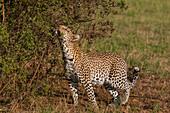 Ein weiblicher Leopard, Panthera pardus, hinterlässt Duftmarken, während er in seinem Revier patrouilliert. Khwai-Konzession, Okavango-Delta, Botsuana.