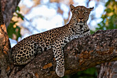 Ein weiblicher Leopard, Panthera pardus, auf einem großen Baumast, der in die Kamera schaut. Khwai-Konzession, Okavango-Delta, Botsuana.