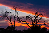 Sonnenuntergang im Okavango-Delta. Khwai-Konzession, Okavango-Delta, Botsuana.