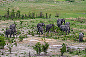 Luftaufnahme einer Herde Afrikanischer Elefanten, Loxodonta africana, beim Wandern. Okavango-Delta, Botsuana.