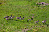 Luftaufnahme einer Herde Steppenzebras, Equus burchellii, in einer Savanne. Okavango-Delta, Botsuana.