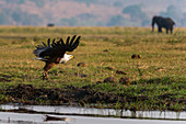 An African fish eagle, Haliaeetus vocifer, in flight. An African elephant in the distance. Chobe National Park, Botswana.
