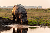 Porträt eines Flusspferdes, Hippopotamus amphibius, das von einem Flussufer ins Wasser läuft. Chobe-Nationalpark, Botsuana.