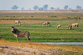 Portrait of a Burchell's zebra, Equus burchelli, with others grazing in the distance. Chobe National Park, Botswana.