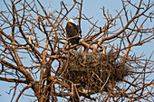 Ein afrikanischer Fischadler, Haliaeetus vocifer, hockt bei seinem Nest. Chobe-Nationalpark, Botsuana.