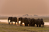 A herd of African elephants, Loxodonta africana, along the banks of Chobe River at sunset. Chobe National Park, Botswana.