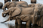 A herd of African elephants, Loxodonta africana, drinking in the Chobe River. Chobe River, Chobe National Park, Botswana.