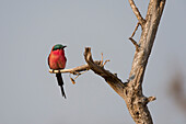 Portrait of a southern carmine bee-eater, Merops nubicoides, perching on a branch. Chobe National Park, Botswana.