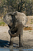 Portrait of an African elephant, Loxodonta africana, mudding in a water hole. Savute Marsh, Chobe National Park, Botswana.