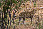 Porträt eines Leoparden, Panthera pardus, im Gebüsch. Savute-Sumpf, Chobe-Nationalpark, Botsuana.