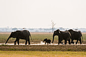 Afrikanische Elefanten, Loxodonta africana, und ein Kalb laufen durch das Wasser. Savute-Sumpf, Chobe-Nationalpark, Botsuana.