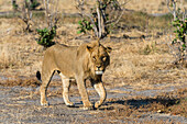 Porträt eines subadulten männlichen Löwen, Panthera leo, beim Gehen. Savute-Sumpf, Chobe-Nationalpark, Botsuana.