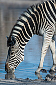 A Burchell's zebra, Equus burchelli, drinking at a waterhole. Okavango Delta, Botswana.