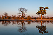 Bäume, die sich bei Sonnenuntergang im Khwai-Fluss spiegeln Khwai-Fluss, Okavango-Delta, Botsuana.