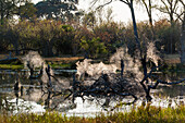 Die Netze von Gemeinschaftsspinnen in toten Baumstümpfen, die im Wasser liegen. Okavango-Delta, Botsuana.