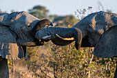 Two African elephants, Loxodonta africana, sparring. Okavango Delta, Botswana.