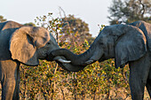 Zwei afrikanische Elefanten, Loxodonta africana, beim Sparring. Okavango-Delta, Botsuana.