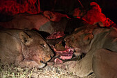 Lions, Panthera leo, feeding on a wildebeest carcass at night. Okavango Delta, Botswana.