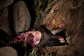 A lion, Panthera leo, feeding on a wildebeest carcass at night. Okavango Delta, Botswana.