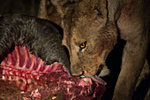 A lioness, Panthera leo, feeding on a wildebeest carcass at night. Okavango Delta, Botswana.