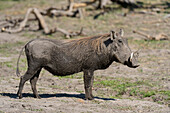 Porträt eines Warzenschweins, Phacochoerus africanus. Okavango-Delta, Botsuana.