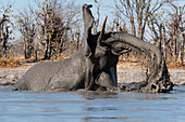 Ein afrikanischer Elefant, Loxodonta africana, beim Schlammspritzen an einem Wasserloch. Okavango-Delta, Botsuana.