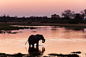 Ein afrikanischer Elefant, Loxodonta africana, beim Trinken im Khwai-Fluss bei Sonnenuntergang. Khwai-Fluss, Okavango-Delta, Botsuana.