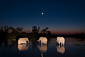 Drei afrikanische Elefanten, Loxodonta africana, trinken nachts im Khwai-Fluss. Khwai-Fluss, Okavango-Delta, Botsuana.