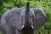 Ein afrikanischer Elefant, Loxodonta africana, wittert die Luft im Savuti-Sumpf des Chobe-Nationalparks. Botsuana.