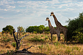 Two giraffes, Giraffa camelopardalis, in Chobe National Park's Savuti marsh. Botswana.