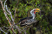 Ein östlicher Gelbschnabel-Hornvogel, Tockus flavirostris, sitzt in der Khwai-Konzession des Okavango-Deltas. Botsuana.