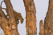 Ein Leopard, Panthera pardus, steigt von einem Baum in der Khwai-Konzession des Okavango-Deltas herab. Botsuana.