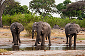Afrikanische Elefanten, Loxodonta africana, trinken in der Khwai-Konzession im Okavango-Delta. Botsuana.