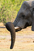 Ein afrikanischer Elefant, Loxodonta africana, ruht sich mit seinem Rüssel in der Khwai-Konzession des Okavango-Deltas aus. Botsuana.