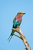 A lilac-breasted Roller, Coracias caudata, perches on a tree branch in Okavango Delta's Khwai concession. Botswana.