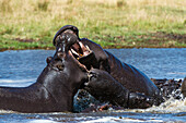 Ein Flusspferdweibchen kämpft, um ihr Kalb aus den Fängen eines Männchens zu befreien. Okavango-Delta, Botsuana.