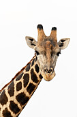 A portrait of a southern giraffe, Giraffa camelopardalis, looking at the camera. Kalahari, Botswana