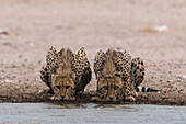 Zwei Geparden, Acinonyx jubatus, beim Trinken an einem Wasserloch. Kalahari, Botsuana