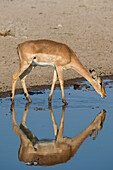 A female impala, Aepyceros melampus, drinking from a waterhole. Kalahari, Botswana
