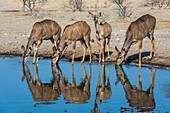 Weiblicher Großer Kudu, Tragelaphus strepsiceros, trinkt an einem Wasserloch. Kalahari, Botsuana