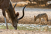 Ein männlicher Großer Kudu, Tragelaphus strepsiceros, und ein Schabrackenschakal, Canis mesomelas, beim Trinken. Kalahari, Botsuana