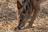 A black-backed jackal, Canis mesomelas, eating. Kalahari, Botswana