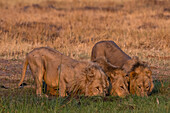 Drei Löwen, Panthera leo, trinken bei Sonnenuntergang. Khwai-Konzession, Okavango-Delta, Botsuana