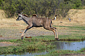 A female greater kudu, Tragelaphus strepsiceros, jumping. Khwai Concession, Okavango Delta, Botswana