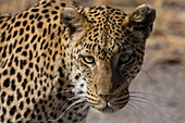 A leopard, Panthera pardus, walking and looking at the camera. Khwai Concession, Okavango Delta, Botswana