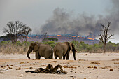 Afrikanische Elefanten an einer Wasserstelle, Loxodonta africana, im Hintergrund ein Buschfeuer auf den Hügeln um das Savuti-Sumpfgebiet. Savuti, Chobe-Nationalpark, Botsuana