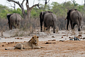 Ein männlicher Löwe, Panthera leo, der sich hinlegt, und drei afrikanische Elefanten, Loxodonta africana, im Hintergrund. Savuti, Chobe-Nationalpark, Botsuana