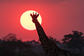 A giraffe, Giraffa camelopardalis, Savuti, at sunset.